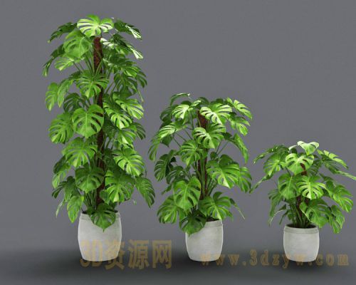 现代盆栽植物