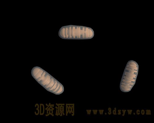 细胞线粒体DNA 线粒体模型