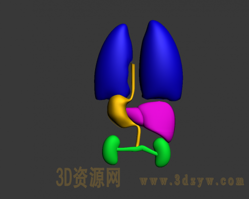 人体五脏结构简易模型