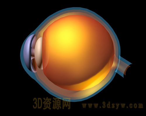 3d眼球模型 眼球结构图