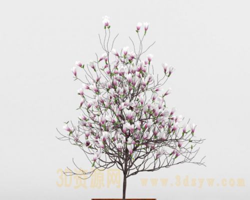二乔玉兰紫玉兰植物盆栽树 二乔玉兰植物