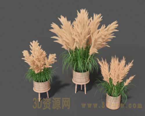 芦苇3d模型 芒草 茅草模型