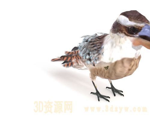 笑翠鸟 笑狗鱼鴗 澳洲鸟类 翠鸟 写实鸟类3D模型