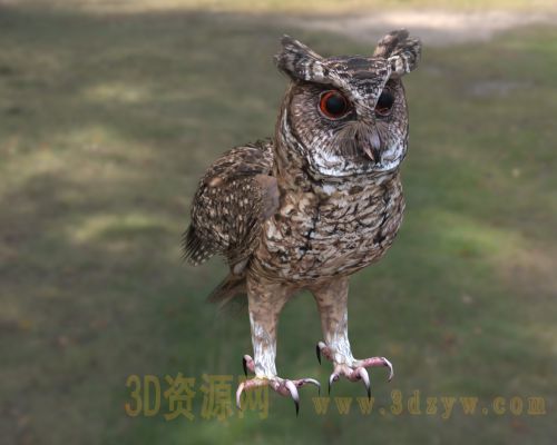 菲律宾角鸮猫头鹰 鸟类野生动物