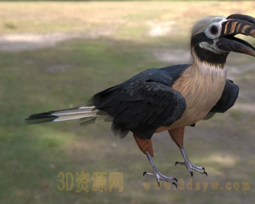 棕尾犀鸟 米沙鄢犀鸟 菲律宾犀鸟  中型犀鸟  珍稀鸟类  犀鸟科 食果鸟