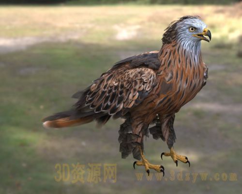 红鸢 赤鸢 红雕 欧洲猛禽中型猛禽隼 鹰科鸢 食腐鸟类 旷野猛禽红头鸢 