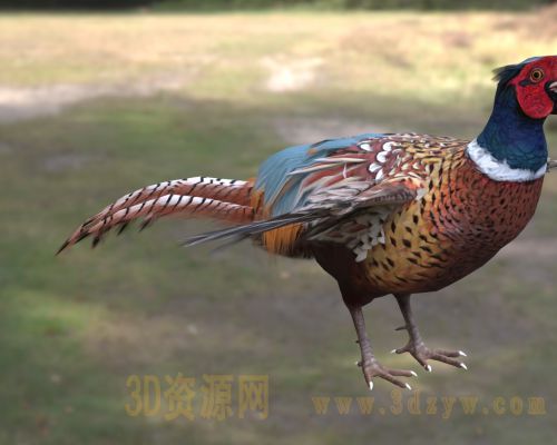 环颈雉雉鸡 野鸡 七彩山鸡 雉科雉属鸟类