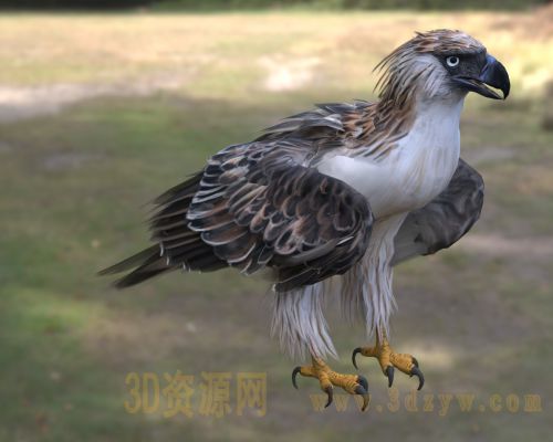 菲律宾食猿雕 菲律宾鹰 食猴鹰 鹰科冕雕 大型猛禽 菲律宾国鸟
